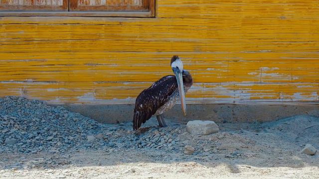 Mancora - A Most Pleasant Overstay // Peru Travel Guide