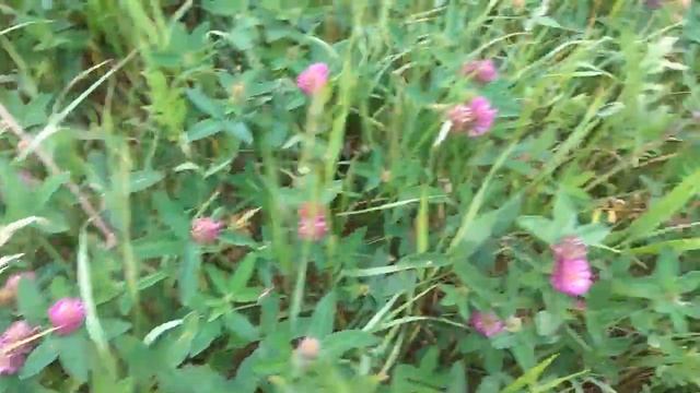 Сбор трав для лекарственного чая. Herbal collection for medicinal tea смотреть онлайн