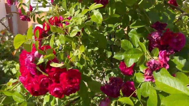 АЛЕКСАНДРО-НЕВСКАЯ ЛАВРА | ШОКОВЫЙ ШОК! ПЕТЕРБУРГ, ЛЕТО, жара +30 САНКТ ПЕТЕРБУРГ ЛЕНИНГРАД смотреть онлайн