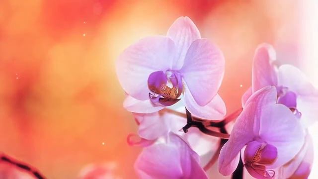 ORCHID PHOTOS - violin BEETHOVEN - Music Classic смотреть онлайн