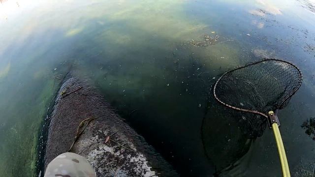 Ловля Карпа на макуху осенью. Это просто разрыв! смотреть онлайн