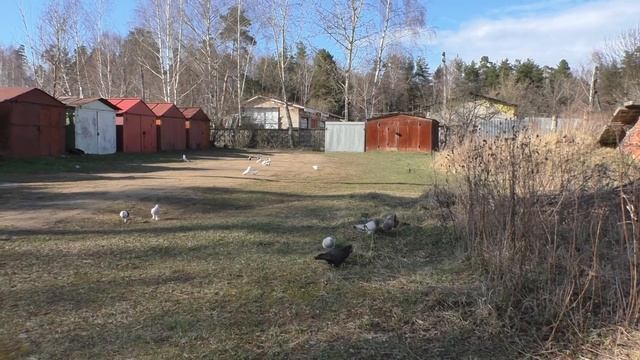 В кого из родителей птенцы?Чья кровь сильней ? Как передаётся масть ? Корм,витамины,минералка ! смотреть онлайн