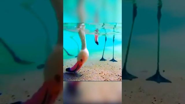 Как едят фламинго ? How flamingos eat #Shorts смотреть онлайн