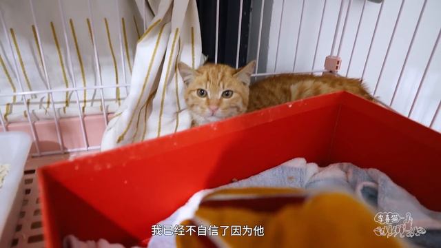 流浪小橘貓进家第二天，不吃不喝搞絕食，鏟屎官急得開口喊祖宗｜李喜猫 смотреть онлайн