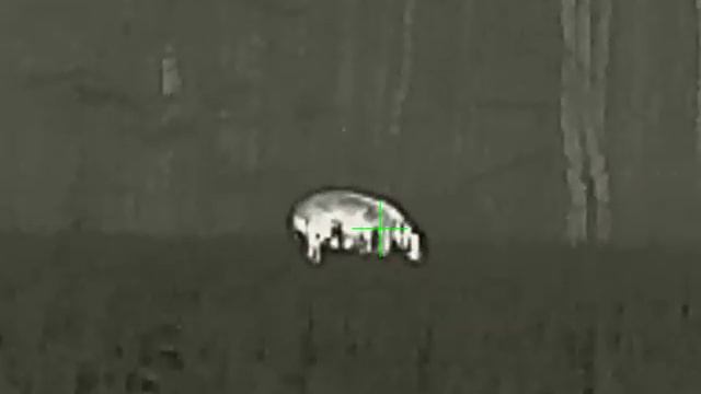sct 35 охота на кабана смотреть онлайн