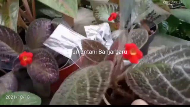 Time To Breeding ( Episcia Gold Digger, Kee Wee, Dkk )