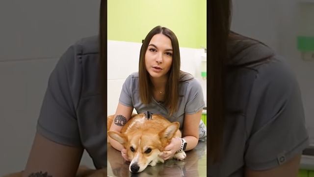 Выбор ветеринара и обзор качеств породы Корги смотреть онлайн