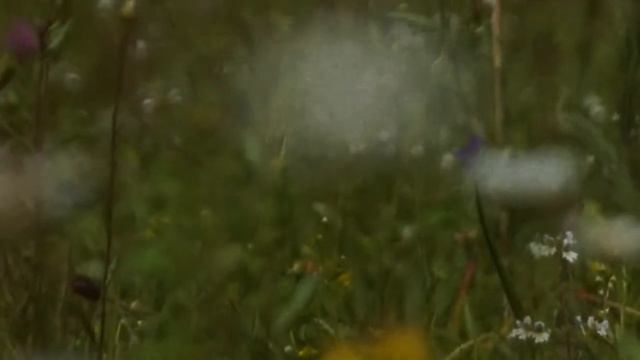 Живий дудук у горах Закарпаття. Transcarpathia, Ukraine. смотреть онлайн