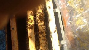 простой и качественный вывод маток!увидел на канале братьев Марченко!