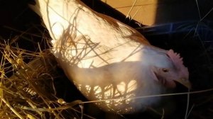 Курица высиживает утиные яйца!!!