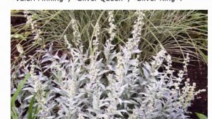 Выращивание декоративной полыни в саду