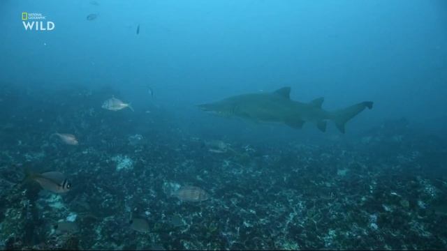 Зачем эмбрион обыкновенной песчаной акулы (Carcharias taurus) поедает своих братьев и сестёр ? смотреть онлайн