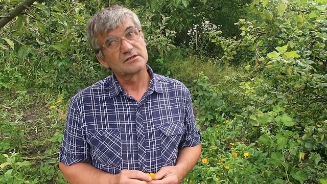 Календула лекарственная Растение не только бактериоцидное смотреть онлайн