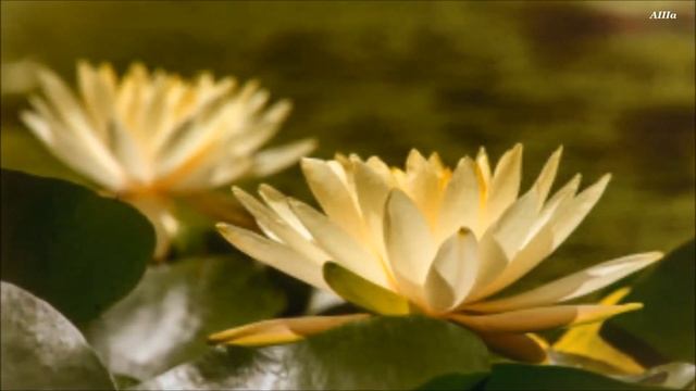 С днём Рождения,ЮЛИЯ !!! смотреть онлайн