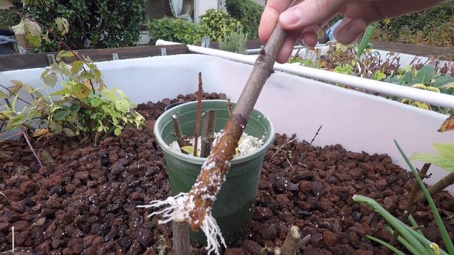 Perlite Propagation Plant Pots смотреть онлайн