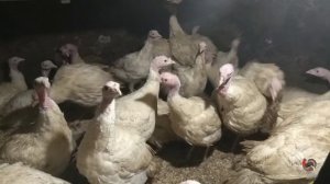 Как растут индюки до 5 месяцев. Первая тушка индюка, считаем "выход" мяса.