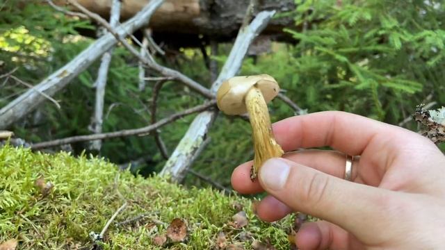 Строительные Шаблоны