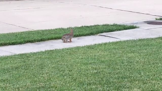 Челлендж Поймай зайку. В мире природы. Дикие животные смотреть онлайн