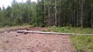 Как очистить участок от леса? Срубили деревья, что дальше?