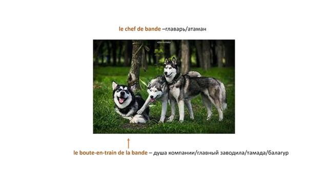 Собаки  Нескучный французский