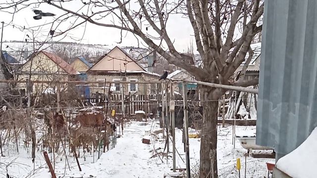 Грачи прилетели! 😁 смотреть онлайн