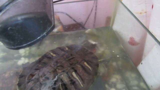 Кормление красноухих черепах смотреть онлайн