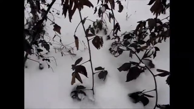 Ежевика Гай. Как зимует один из самых морозостойких сортов. смотреть онлайн