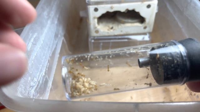Moving my Gold Honey Pot Ants (Myrmecocystus navajo) into a new Nest! смотреть онлайн