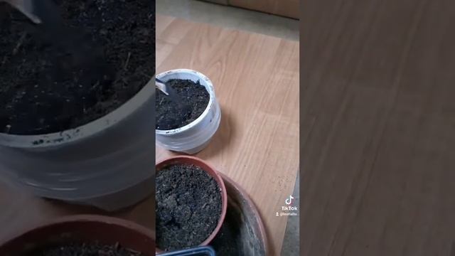 Пересадка (посадка) детёнышей кактуса смотреть онлайн