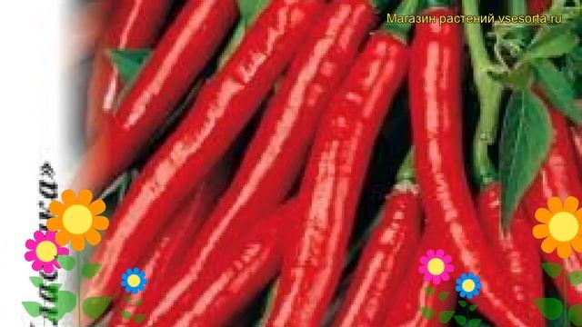 Перец острый Огонек. Краткий обзор, описание характеристик, где купить семена cápsicum ánnuum смотреть онлайн