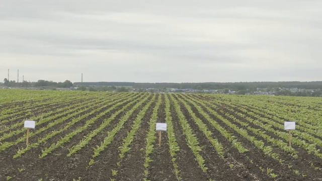 Зәйдә кыр батыры, аграрийлар хөрмәтләнәчәк смотреть онлайн