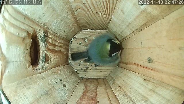 #2 Большая синица онлайн-трансляция 13-14 ноября 2022г. смотреть онлайн