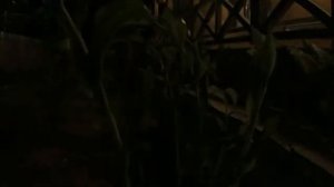 Купена. Как растёт Купена в саду