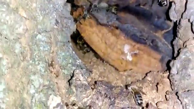 ⚡⚡⚡Рой в дупле, как его оттуда извлечь?✨ смотреть онлайн