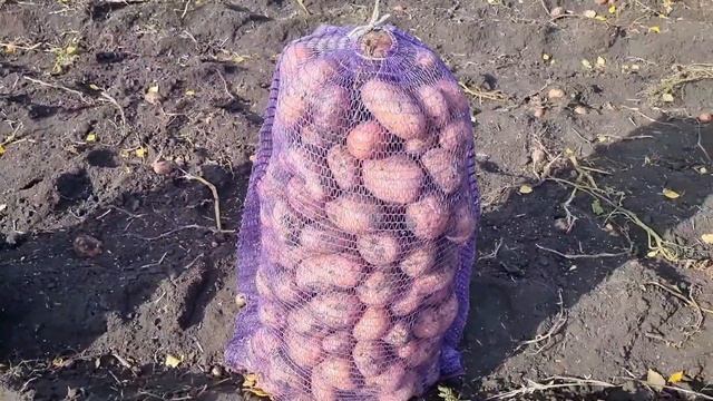 9 сентября 2023 года сезон продажи картофеля в Свердловской области набирает обороты #kartofelural смотреть онлайн