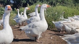 Гуси мамуты ! Кто такие ?