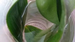 РЕАНИМАЦИЯ орхидеи ФУРАЦИЛИНОМ! орхидея без корней листьями в воде!