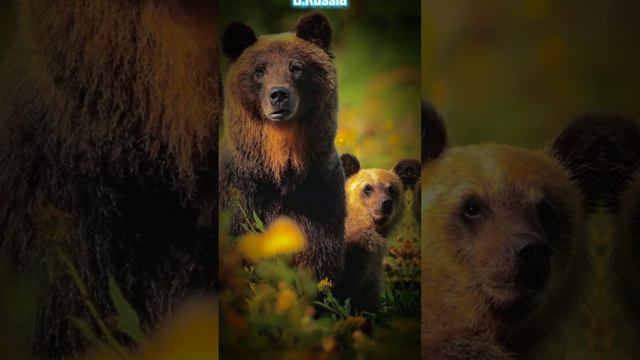 Top 10 National Animals In Different Countries (PART-3) #top10 #top10list#partn3#national animal смотреть онлайн