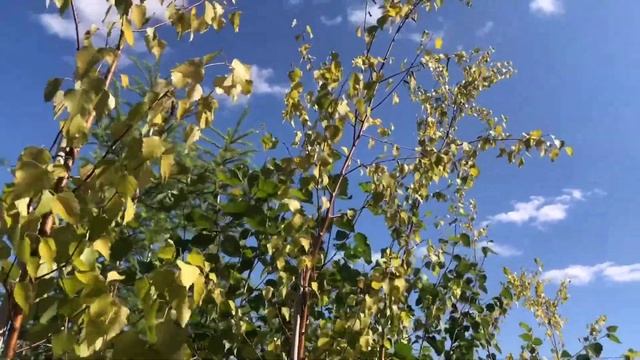 "Садовый Центр № 1" на Новой Риге - Берёза Повислая Кримсон Клауд в горшке! смотреть онлайн