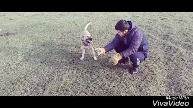 СТАФФОРД неверятни трюки. смотреть онлайн
