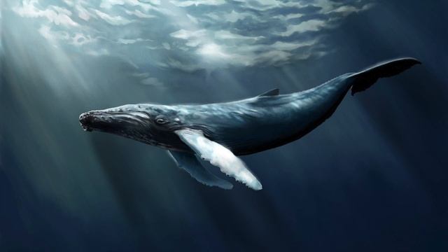 Relaxation: Soothing Whale sounds - 30 minutes смотреть онлайн