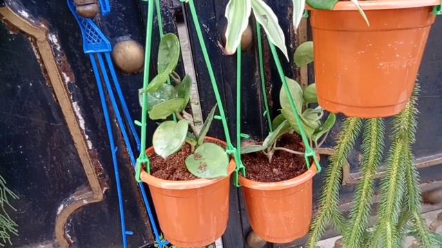 Tiger Lily Dischidia, Jade Hanging Plant Epiphyllum Plant Calathea Roseopicta Plant Umbrella Plant смотреть онлайн
