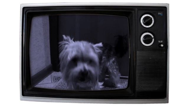 Поющий йорк!!! Супер собака 🐶 смотреть онлайн