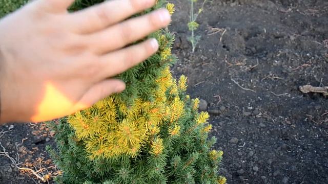 Ель канадская Коника | Plante.md смотреть онлайн