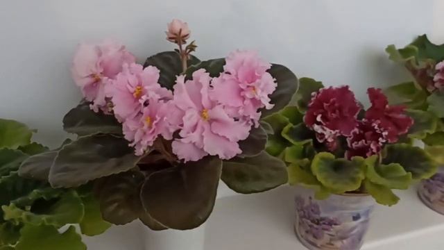 Фиалки цветущие сортовые ПТ- Озерный город, АВ- Просто Космос, АВ- Наташа Ростова и другие смотреть онлайн