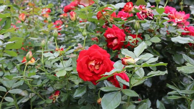 Portland Rose Garden, Leonidas Red And Yellow Roses