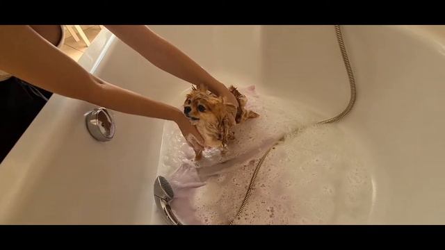 Купание шпица Антей. смотреть онлайн