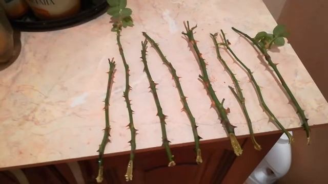 Размножение роз, самый простой и эффективный способ смотреть онлайн