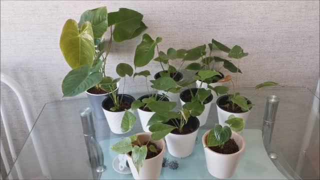 Что происходит с Тайскими антуриумами? смотреть онлайн