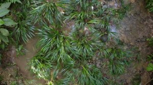 Самый Большой в Мире Тропический Лес. Звуки Джунглей. Живописный Отдых